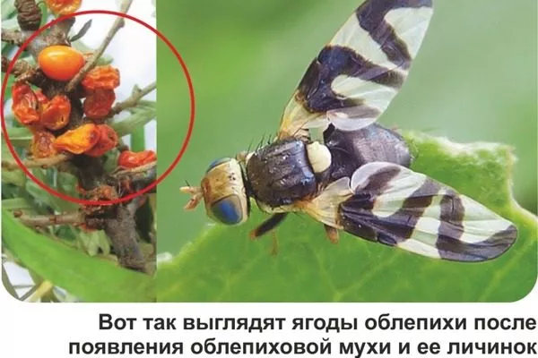 облепиховая муха на Превосходной