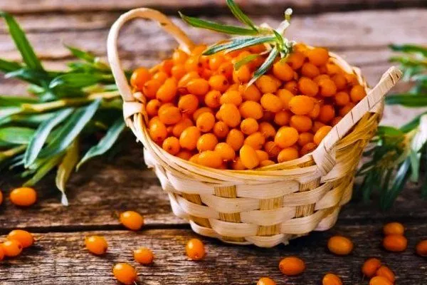 Грамотный уход обеспечивает получение богатого урожая Августины