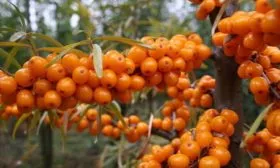 облепиха Чуйская