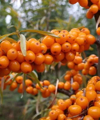 облепиха Чуйская