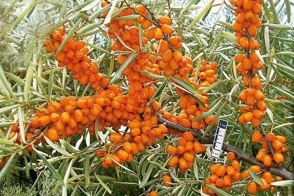 куст облепихи Чуйская с плодами