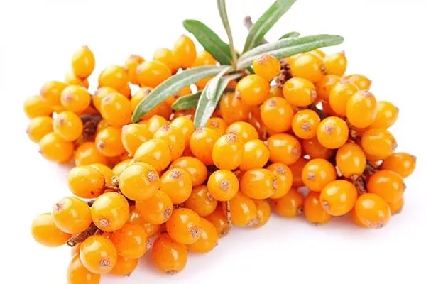 ягоды облепихи Чуйская