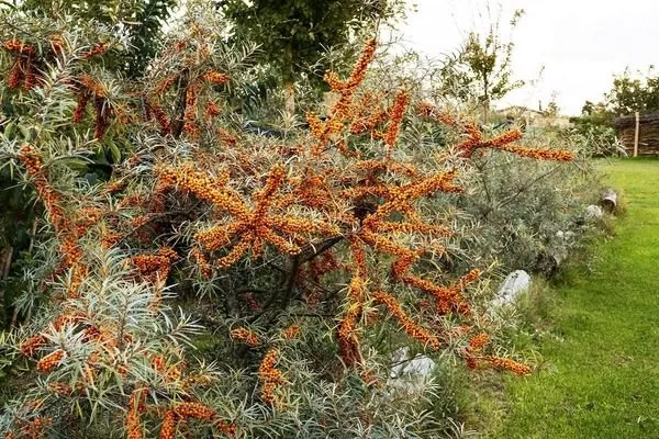 посадка облепихи Чуйская на даче