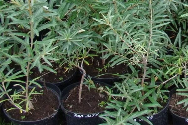 саженцы облепихи Чуйская