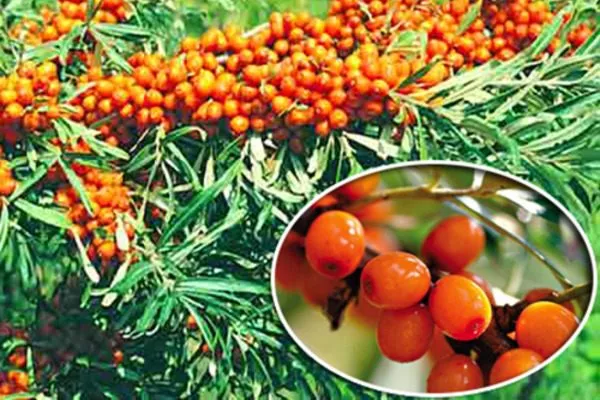 облепиха Великан