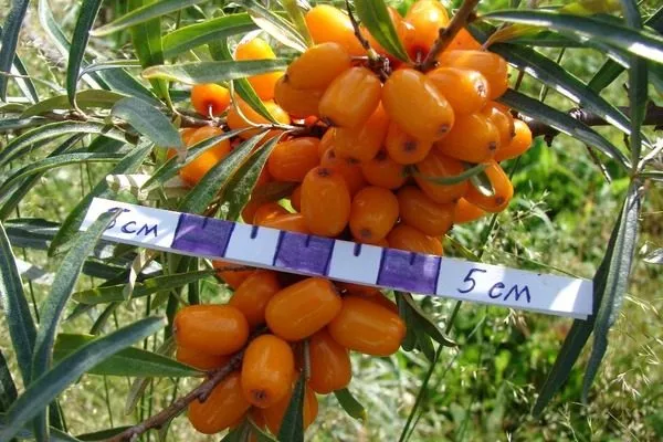 плоды облепихи Великан