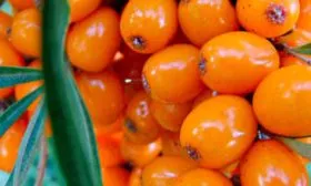 ягоды Великана