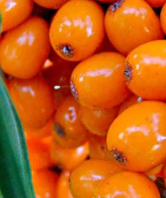 ягоды Великана