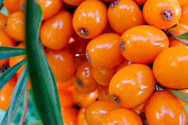 ягоды Великана