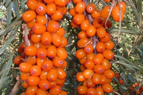 спелая облепиха Великан