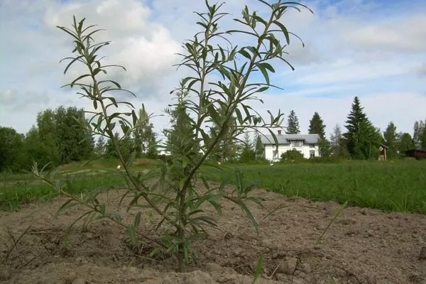 посадка облепихи Великан
