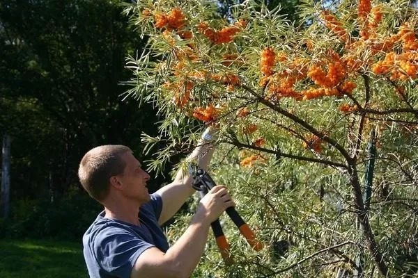 обрезка облепихи Великан
