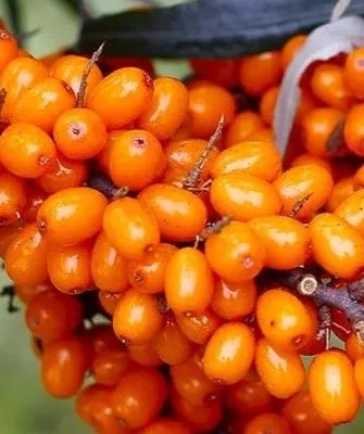 ветви облепихи Августина