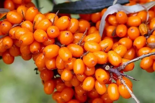 ветви облепихи Августина