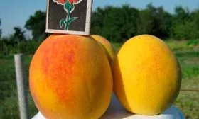 Срок созревания и урожайность