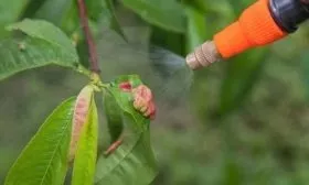 обработка персика Кардинал от болезней