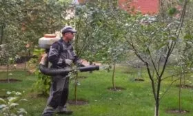 обработка деревьев персика Гринсборо
