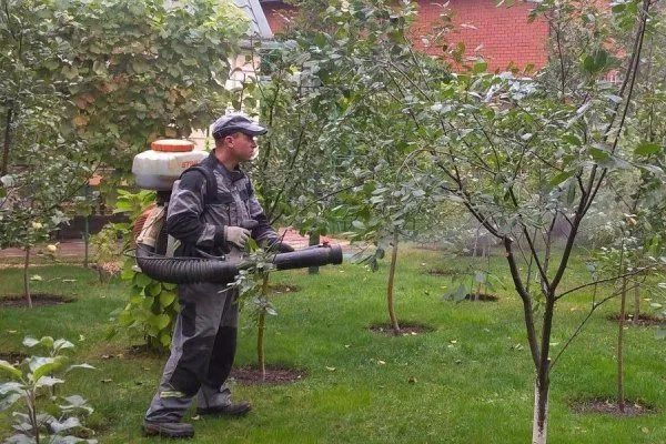 обработка деревьев персика Гринсборо