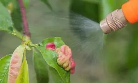 обработка от болезней