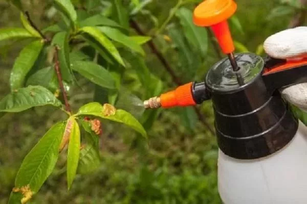 обработка персика Золотая Москва от болезней и вредителей