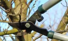 обрезка сливы Веста