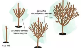 Обрезка сливы