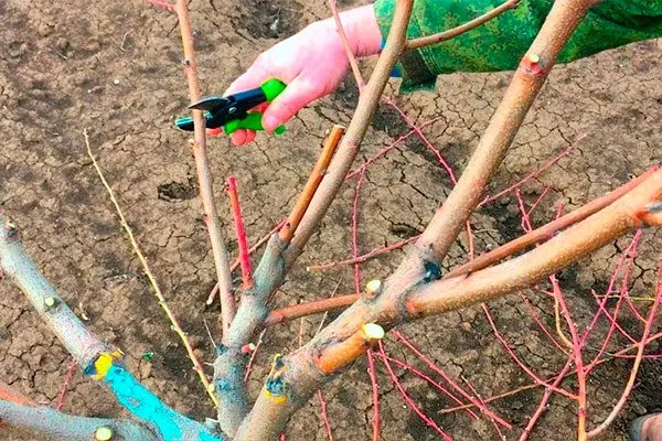 обрезка персика