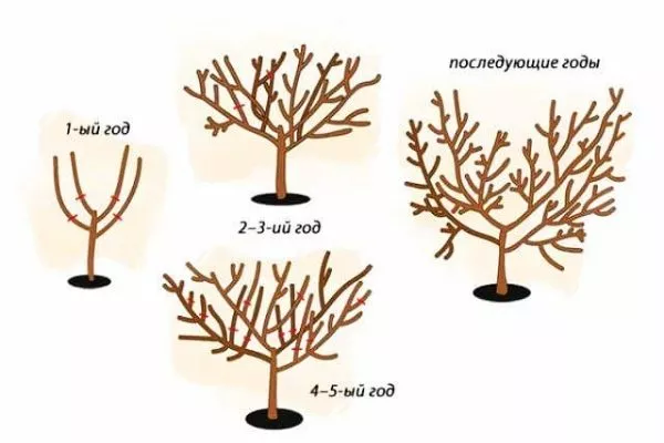 схема обрезки персика Юлия