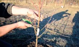 Обрезка персика