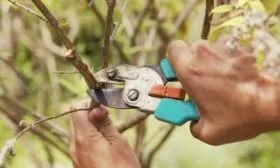 обрезка Донецкого персика