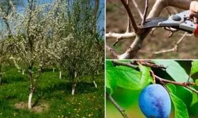 Обрезка и формирование кроны