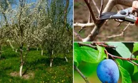 Обрезка и формирование кроны