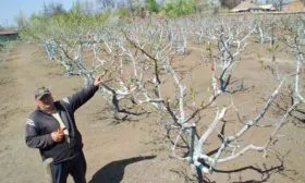 Обрезка и формирование кроны Белый Лебедь