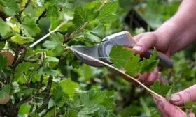 обрезка крыжовника Пакс