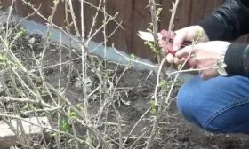 обрезка крыжовника Северный капитан