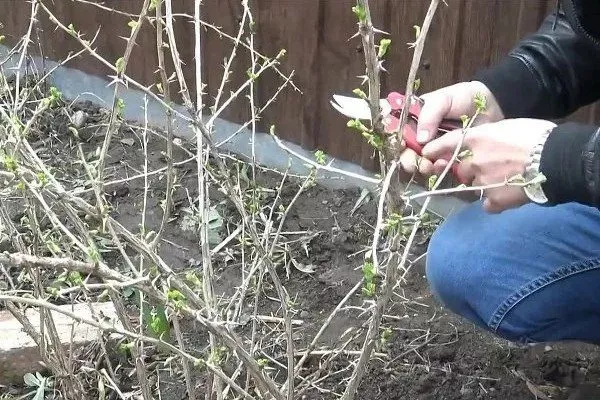 обрезка крыжовника Северный капитан