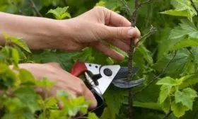 обрезка крыжовника сорта Черносливовый