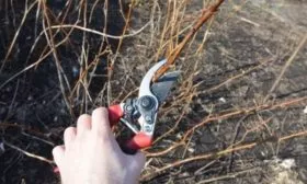 обрезка малины Орбита