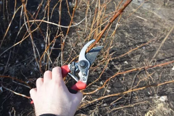 обрезка малины Орбита