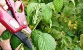 обрезка малины Самохвал