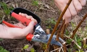 обрезка малины Солнышко