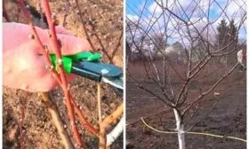 обрезка персика Красная Москва