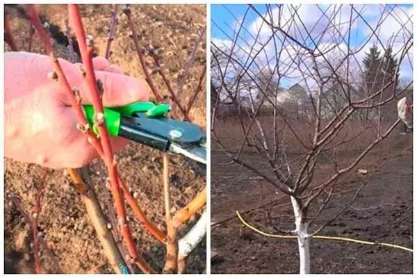 обрезка персика Красная Москва