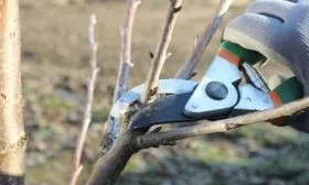 обрезка персика Кросби