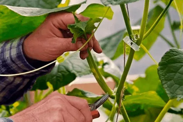 Обрезка, подвязывание, прищипывание