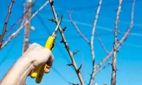 обрезка сливы