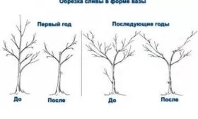 обрезка сливы Память Тимирязева