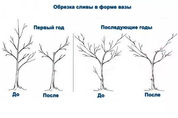 обрезка сливы Память Тимирязева