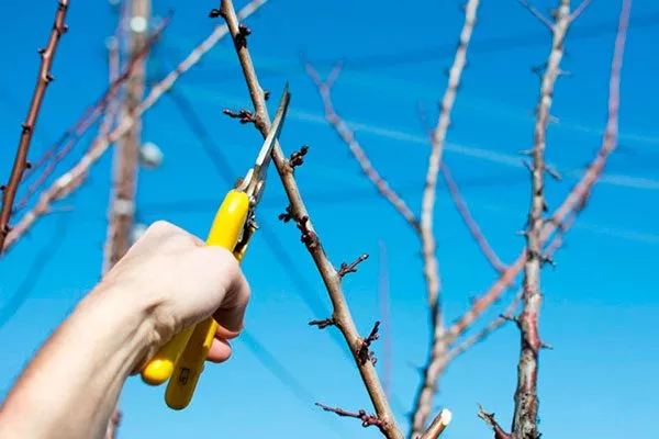 обрезка сливы