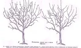 Обрезка Яблоня Лигол